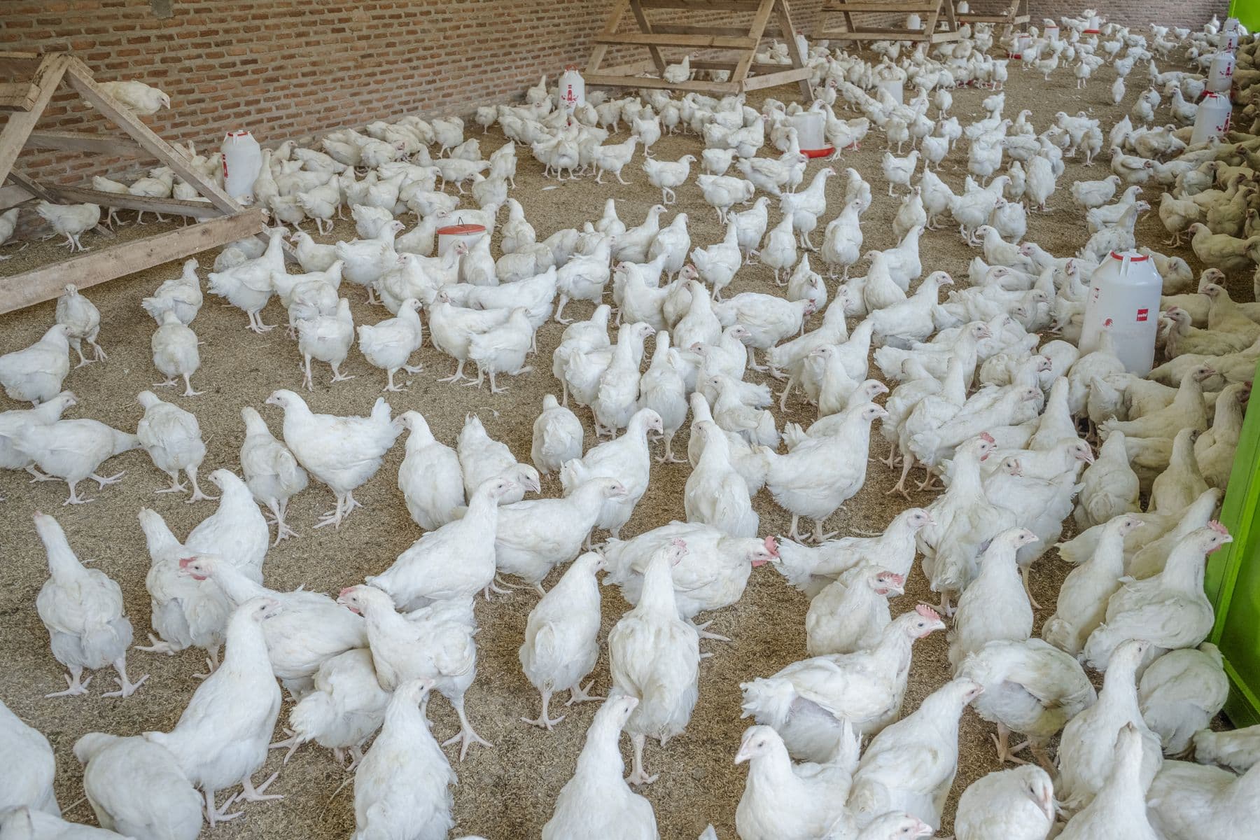 Troupeau de poulets de chair blancs dans un bâtiment avicole moderne