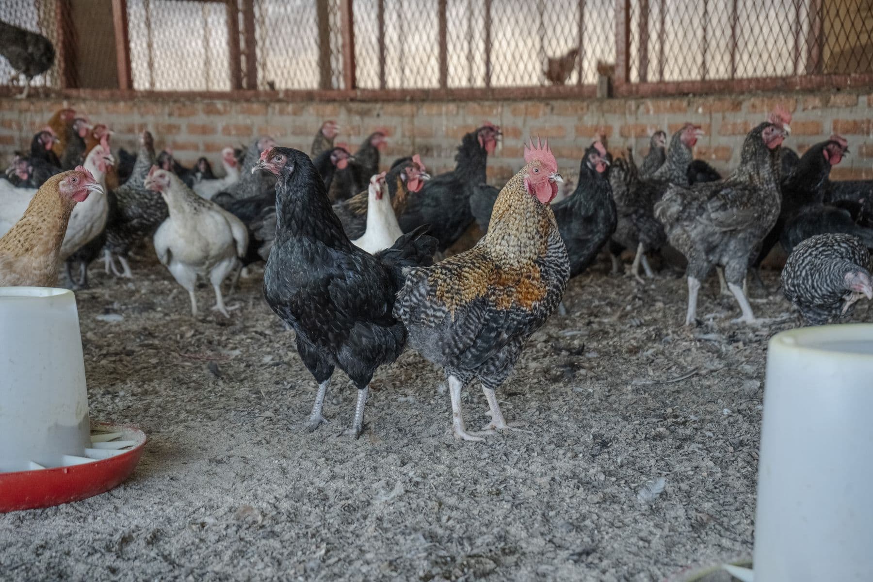 Troupeau mixte avec des coqs sur une ferme accompagnée par Orora au Burundi