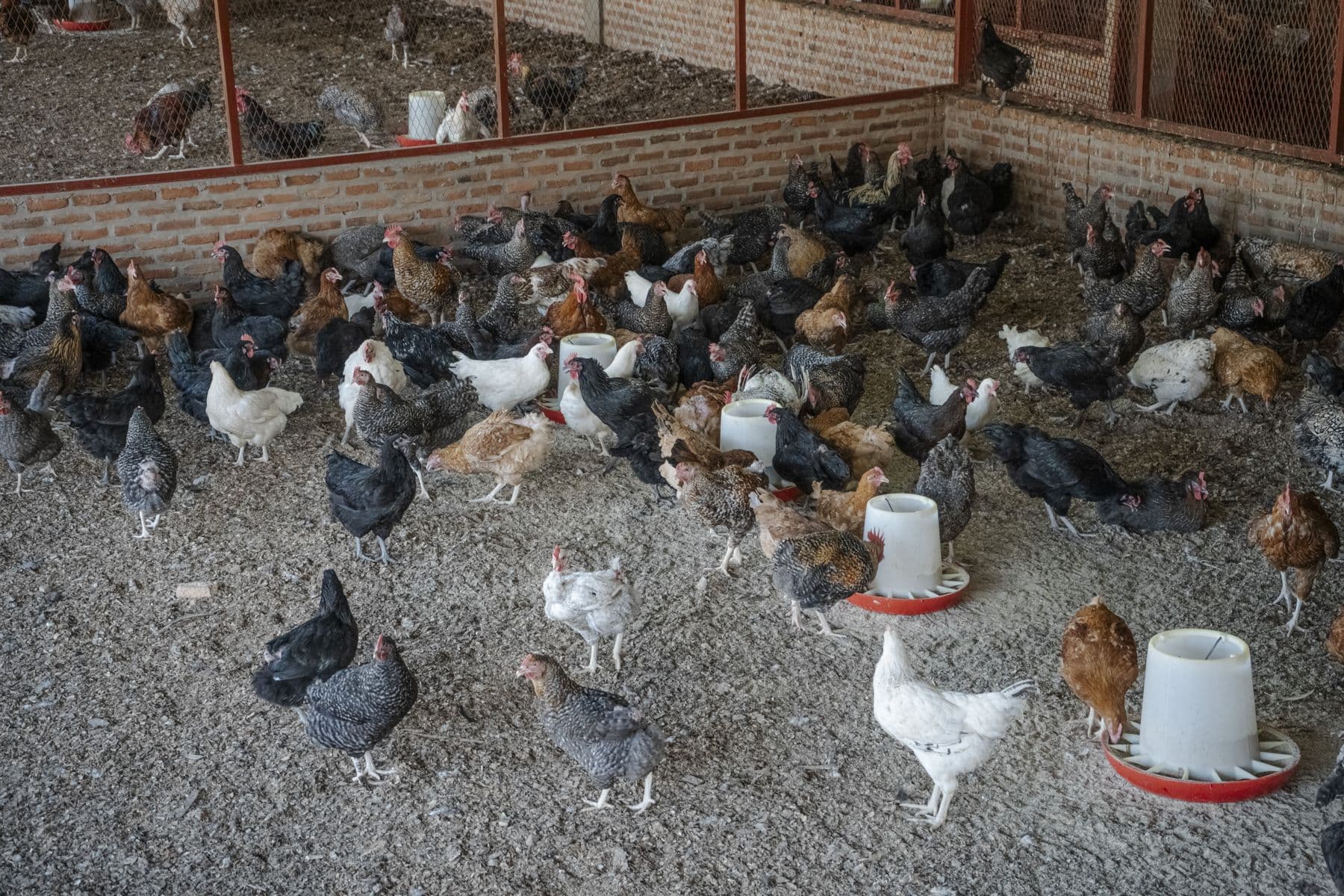 Troupeau mixte de pondeuses aux mangeoires sur une ferme avicole accompagnée par Orora au Burundi